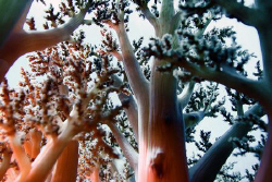 softcoral forest by Heru Suryoko 